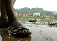 ��˳��ˮ��ȥ ����һƬ�ǽ�